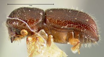 Media type: image;   Entomology 1288 Aspect: habitus lateral view